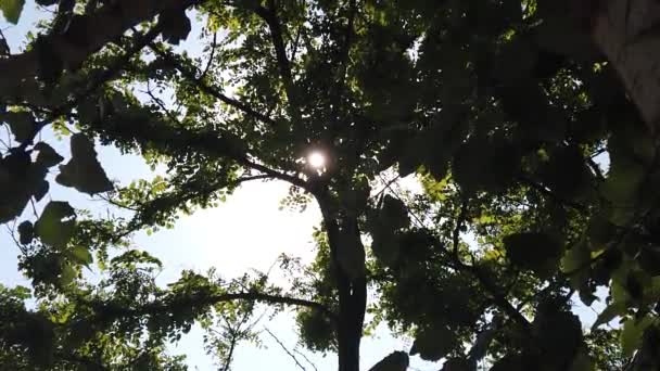 Sun Shine Tree Green Leaves Slow Motion — Video Stock