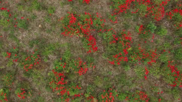 Aerial Birds Eye View Brown Bunny Rabbit Poppy Field Whilst — ストック動画