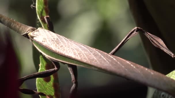 Praying Mantis Close Shot Its Tail — Stok video