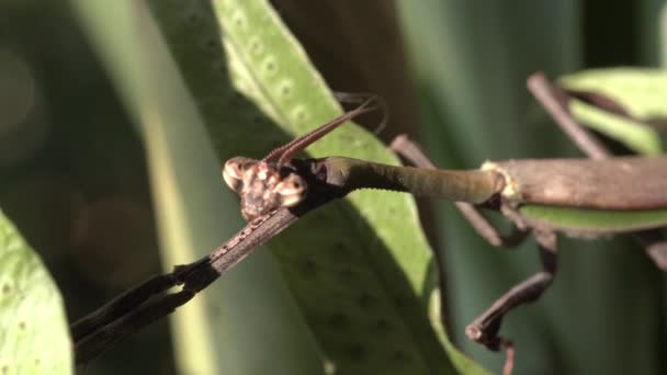 Praying Mantis Looking Camera — Vídeo de Stock