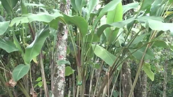 Green Headed Tanager Colorful Birds Green Branches — Vídeo de stock