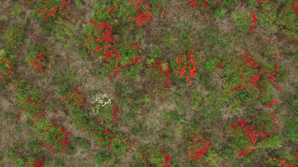 Aerial Birds Eye View Bunny Rabbit Top Right Poppy Field — Vídeo de Stock