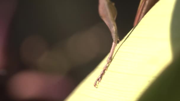 Praying Mantis Legs Closeup Standing Leaf — Stok video