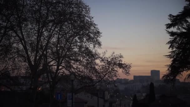 Intricate Tree Branches Silhouette Sunset City Background — Stockvideo