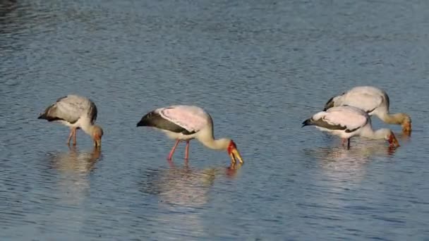 南非克鲁格国家公园 黄嘴鹤 Mycteria Ibis 在浅水中觅食 — 图库视频影像