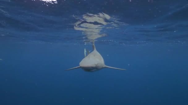 Lemon Shark Face Face Fierce Predator Slow Motion — Vídeo de Stock