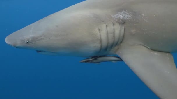 Lemon Shark Close Camera Slowmo — Vídeos de Stock