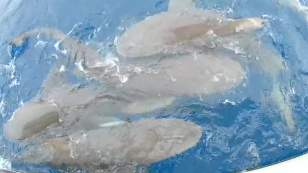 Lemon Sharks Fighting Food Water Surface Slow Motion — 图库视频影像