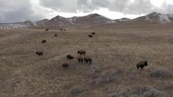 Bison Mountains Close Aerial — Stok video