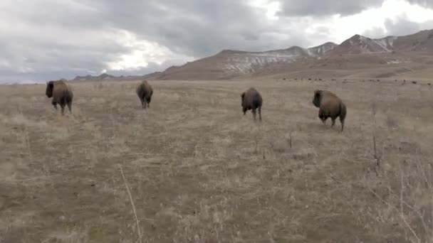 Bison Τρέξιμο Ακολουθήστε Κάμερα Στα Βουνά — Αρχείο Βίντεο