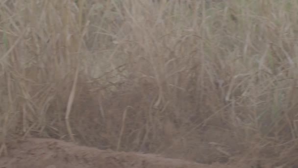 Maned Wolf Walking Grassland Wild Lobo Guar Cerrado — Vídeos de Stock