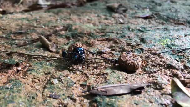 Dung Beetle Mating Fighting Dung Competition Insects Atlantic Rainforest — 图库视频影像