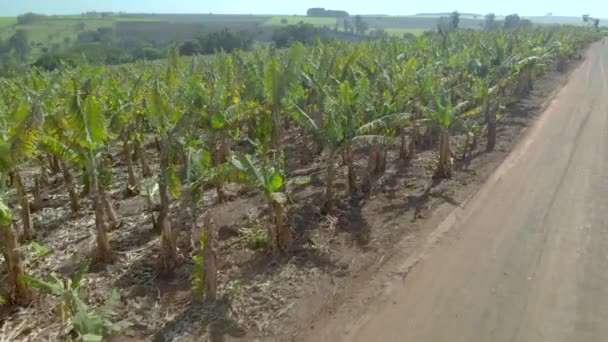 Vista Aérea Plantação Banana — Vídeo de Stock