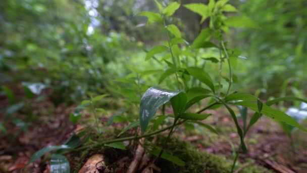 Timelapse One Fourth Speed Raindrop Falling Slowly Green Leaf Forest — Stockvideo