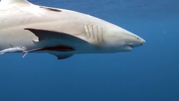 Scary Beautiful Sharks Pass Camera Curiosity Lemons Playing Nicely — Vídeo de Stock