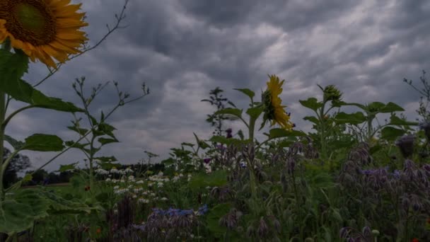 Sabahın Erken Saatlerinde Bir Ayçiçeği Tarlasında Hareket Eden Bulutlar Düşük — Stok video