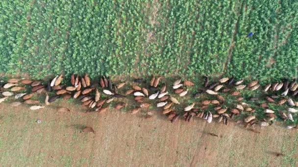 Aerial View Strip Grazing Herd Cattle Movable Electrical Fencing Rural — ストック動画