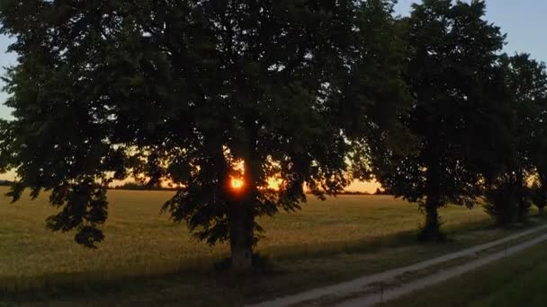 Повітряний Захід Сонця Знімається Видом Сонце Йде Через Зелене Дерево — стокове відео