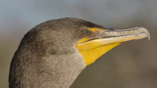 Cormorant Blinking Clear Eyelid Super Slomo — Stock Video