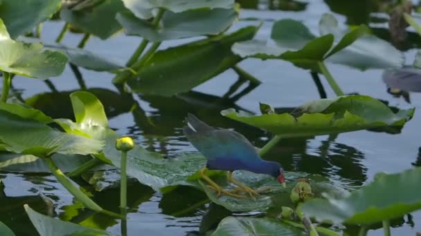 Swamp Bird Purple Gallinule Eating Vegetation Super Slow Motion — Stock video