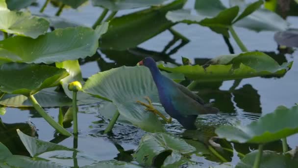Genius Swamp Bird Purple Gallinule Uses Big Plant Leaves Walk — Stockvideo