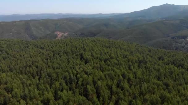 Aerial Flight Natural Pine Tree Forest Beautiful Summer Day Monchique — Stockvideo