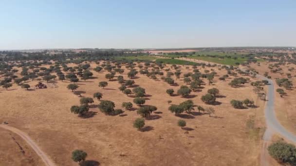 Mirada Aérea Aves Árboles Solitarios Durante Calor Cielo Azul Beja — Vídeos de Stock