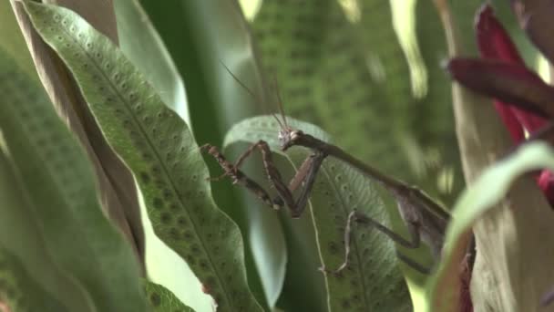 Praying Mantis Amazing Shot Seen Side — Vídeos de Stock