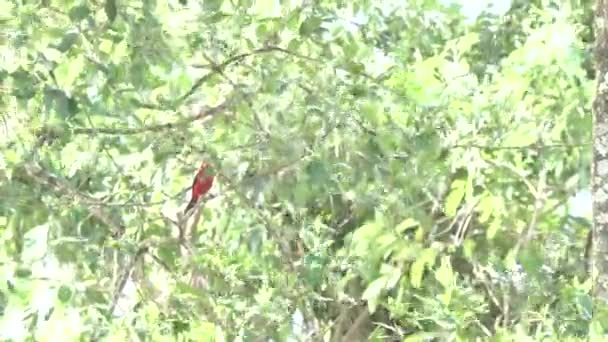 Δέστε Sangue Βραζιλίας Tanager Ramphocelus Bresurus Ένα Δέντρο Ανοιχτό Πλάνο — Αρχείο Βίντεο