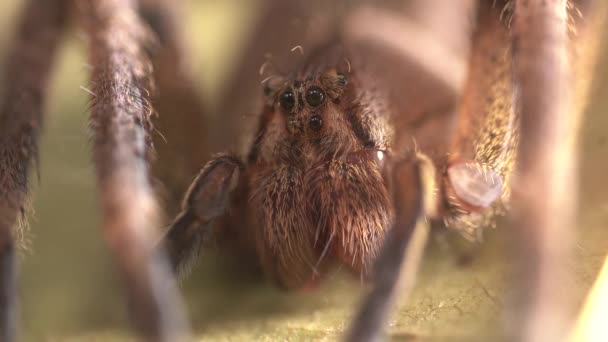 Lycosa Spider Close Parts Its Body Showing Chelicera Eyes — Video