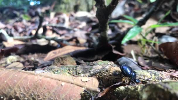 Dung Beetle Moving Pice Dung — Stockvideo