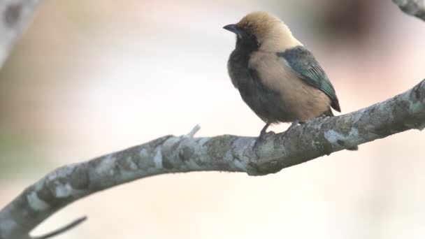 Burnished Buff Tanager Beautiful Brazilian Bird Sitting Branch Tangara Cayana — Wideo stockowe