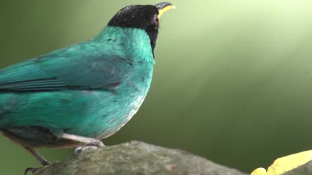 Blue Dacnis Close Feeding Pssaro Azul — Vídeo de stock