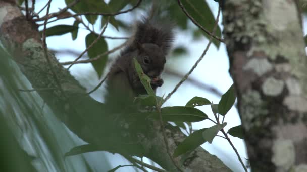 Squirrel Feeding Tree Atlantic Rainforest — 图库视频影像
