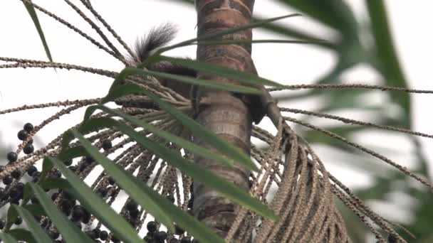 Squirrel Eating Aai Fruit Wild Jungle Brazil — Vídeo de Stock