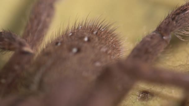 Parts Body Spider Showing Detail Its Hair Wind — Stockvideo