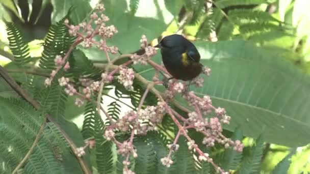 Eufonia Barriga Castanha Comendo Frutas Silvestres Ramo Mata Atlântica Rio — Vídeo de Stock