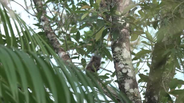 Squirrel Eating Branch Rio Janeiro — Stok video