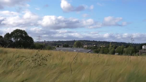 Wheat Crops Wide Landscape Town Background — Video Stock