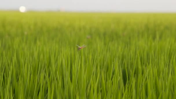 Red Dragonfly Leaning Leaf Paddy Field — ストック動画