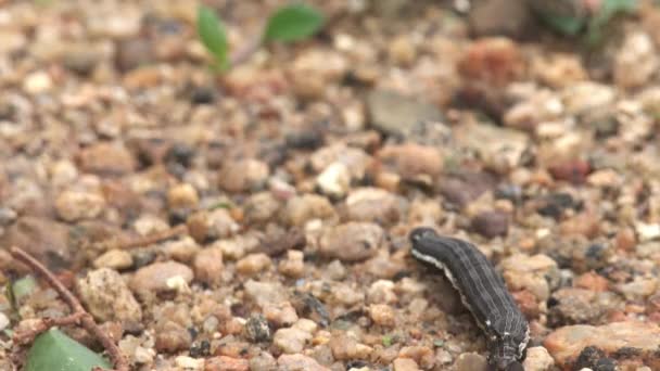 Caterpillar Stick Moving Boulders Soil Tail Spike — Video Stock