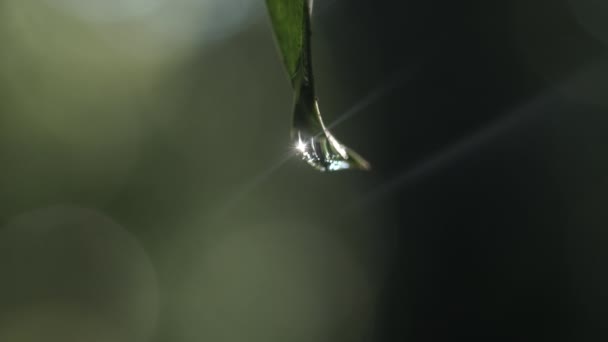 Drop Hanging Leaf Blurred Background — Stock video