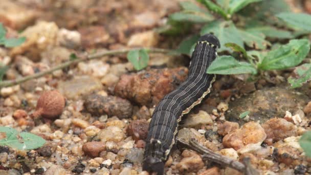 Weird Caterpillar Tail Spike Eating Leafs Soil — Video