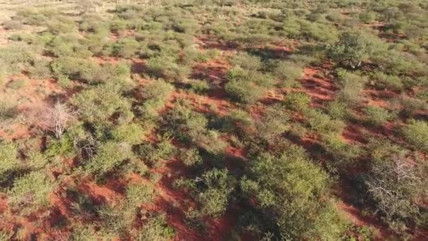 Aerial View Arid African Savannah Kalahari Region Northern Cape South — Stockvideo