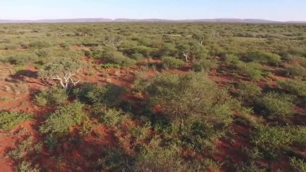 Aerial View Arid African Savannah Kalahari Region Northern Cape South — Stock video