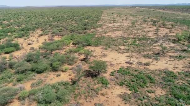 在纳米比亚北部被侵入的草原上清理灌木丛的狭长地带的空中景观 — 图库视频影像
