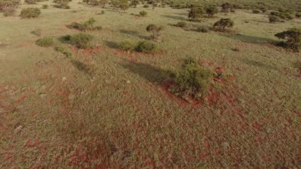 Aerial View African Savannah Scattered Trees Red Kalahari Sand Northern — Αρχείο Βίντεο