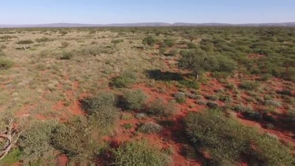 Αεροφωτογραφία Ξηρής Αφρικανικής Σαβάνας Στην Περιοχή Kalahari Του Βόρειου Ακρωτηρίου — Αρχείο Βίντεο