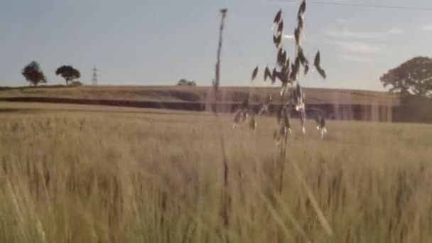Single Oat Plant Growing Wheat Field Wide Tilting Landscape Shot — 비디오