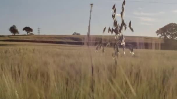 Eenhaver Plant Groeit Tarweveld Brede Kantelen Landschap Schot — Stockvideo